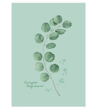 Fig.1 Eucalyptus Art Print