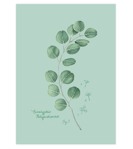 Fig.1 Eucalyptus Art Print