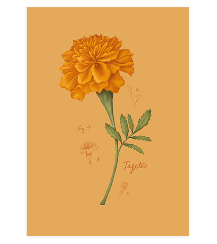 Fig.7 Marigold Art Print