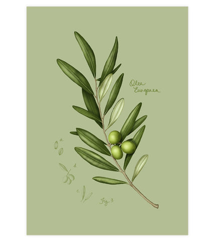 Fig.3 Olive Leaves Art Print
