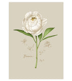 Fig.8 Peony Art Print