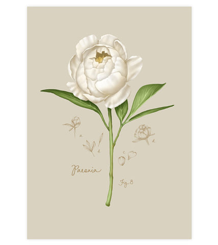 Fig.8 Peony Art Print