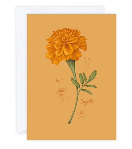 Fig.7 Marigold Greeting Card