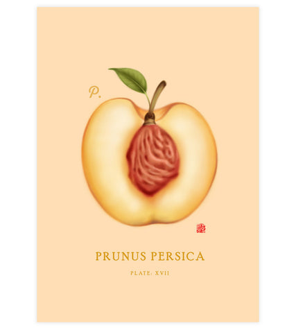Peach Print