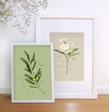 Fig.8 Peony Art Print