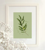Fig.3 Olive Leaves Art Print