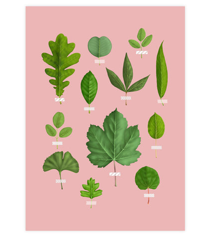 Leaf Collection Art Print